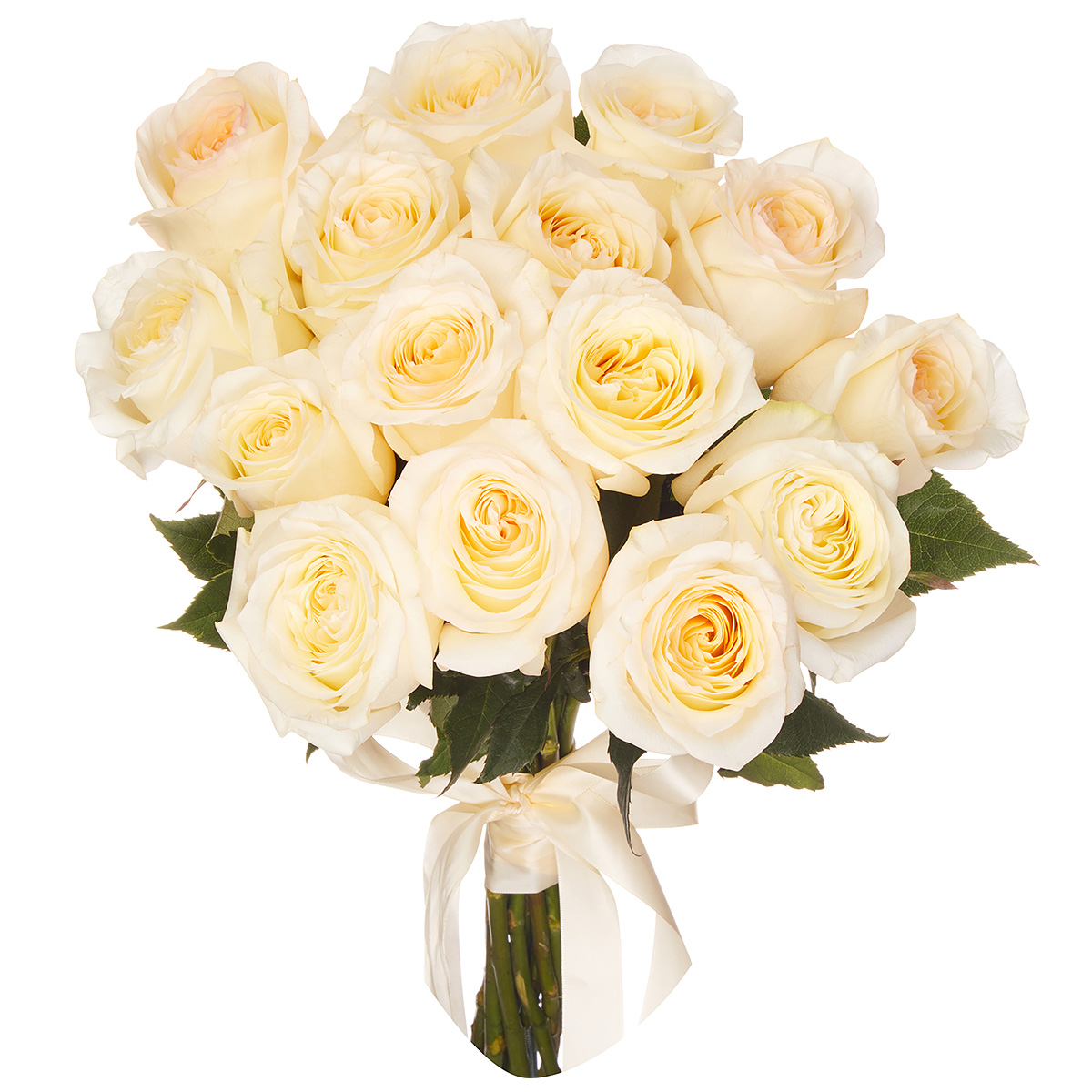 15 пионовидных кремовых роз Эквадор